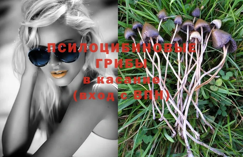 где можно купить   kraken ссылки  Галлюциногенные грибы Psilocybe  Закаменск 